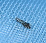 Phyllonorycter rajella