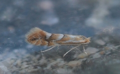 Phyllonorycter dubitella