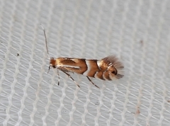 Phyllonorycter ulmifoliella