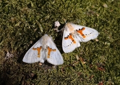 Hvit tannspinner (Leucodonta bicoloria)