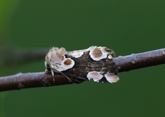 Flekkhalvspinner (Thyatira batis)