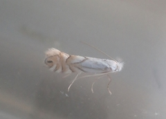 Phyllonorycter heegeriella