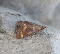 Maispyralide (Ostrinia nubilalis)