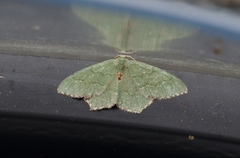 Krattbladmåler (Hemithea aestivaria)