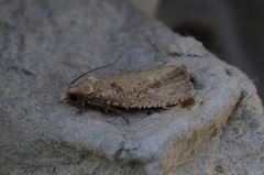 Grå stengelvikler (Epiblema grandaevana)