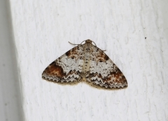 Almemåler (Venusia blomeri)