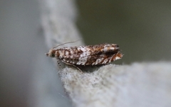 Almekveldvikler (Epinotia abbreviana)