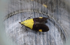 Oecophora bractella