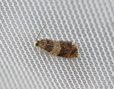 Moseprydvikler (Celypha aurofasciana)