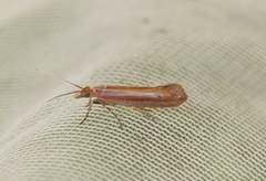 Ypsolopha ustella