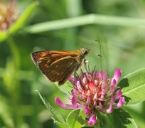 Engsmyger (Ochlodes sylvanus)