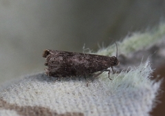 Plommefrøvikler (Grapholita funebrana)