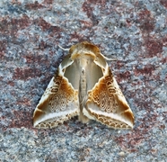 Prakthalvspinner (Habrosyne pyritoides)