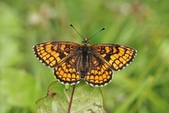 Marimjellerutevinge (Melitaea athalia)