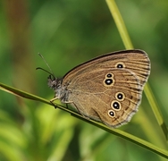 Gullringvinge (Aphantopus hyperantus)