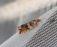 Engprydvikler (Celypha cespitana)