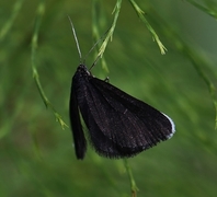 Sotmåler (Odezia atrata)