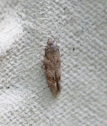 Furuskuddmøll (Exoteleia dodecella)
