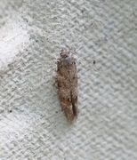 Exoteleia dodecella