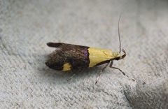 Oecophora bractella