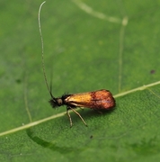 Nemophora minimella