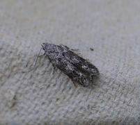 Furuskuddmøll (Exoteleia dodecella)
