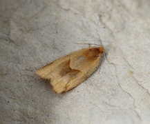 Buskbladvikler (Clepsis rurinana)