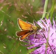 Timoteismyger (Thymelicus lineola)