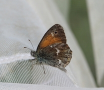 Myrringvinge (Coenonympha tullia)