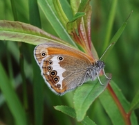 Perleringvinge (Coenonympha arcania)