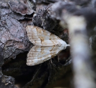 Heiduskfly (Nola aerugula)