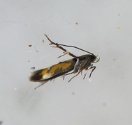 Mompha locupletella