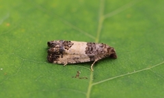 Epleknoppvikler (Spilonota ocellana)