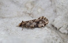 Nettkjukemøll (Montescardia tessulatellus)