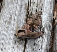 Kveldpåfugløye (Smerinthus ocellata)