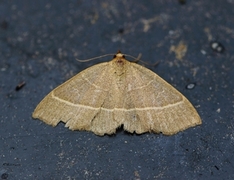 Olivenfly (Trisateles emortualis)