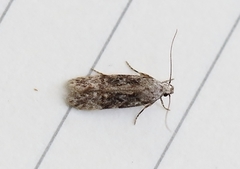 Carpatolechia fugitivella