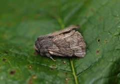 Hagtornspinner (Trichiura crataegi)