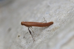 Caloptilia rufipennella