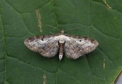 Burotdvergmåler (Eupithecia succenturiata)