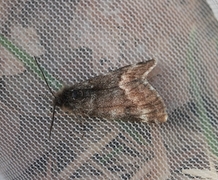 Ospevårmåler (Archiearis notha)