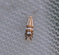 Phyllonorycter hilarella