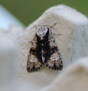 Orekveldfly (Acronicta alni)