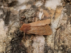 Tverrlinjet seljefly (Orthosia cerasi)