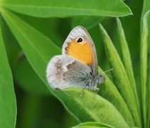 Engringvinge (Coenonympha pamphilus)