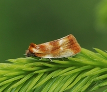 Skumringsvikler (Eulia ministrana)