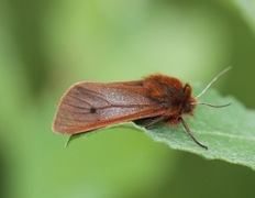 Rustvingespinner (Phragmatobia fuliginosa)