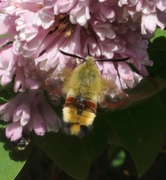 Bredkantet humlesvermer (Hemaris fuciformis)