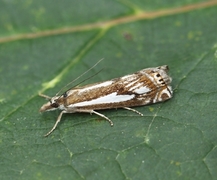 Myrnebbmott (Crambus alienellus)