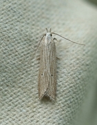 Helcystogramma lineolella